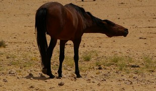 226 Namibia Okt 2006 .JPG